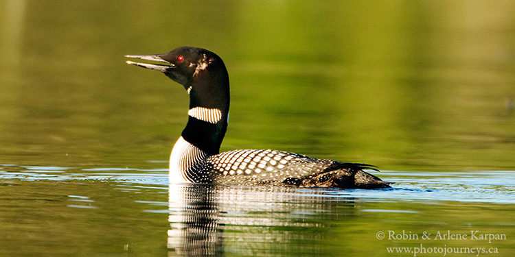 Common loon, Saskatchewan