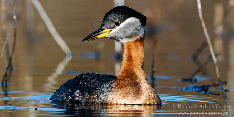 Red-necked grebe, Saskatchewan