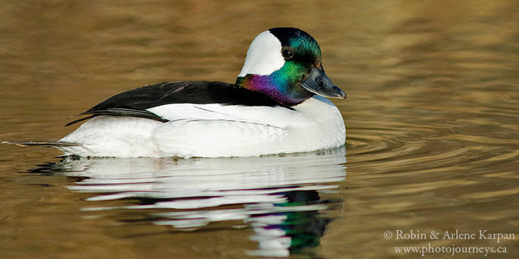 Male bufflehead duck, Saskatchewan