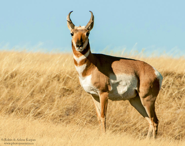Pronghorn buck, Saskatchewan