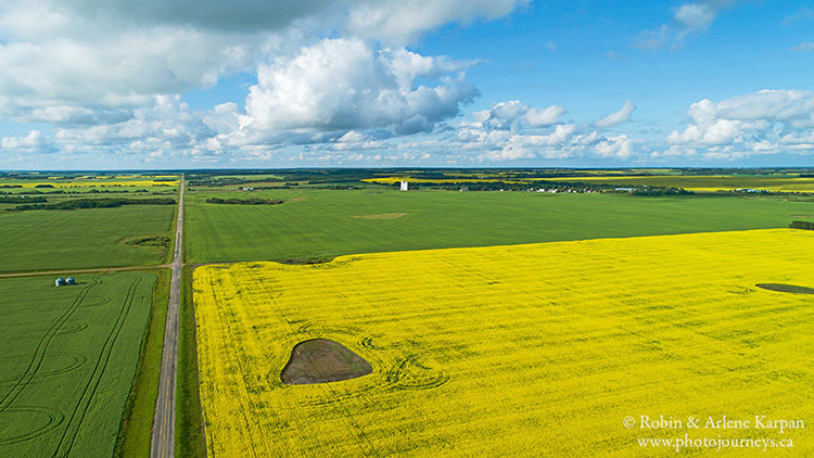 Canola field, Saskatchewan