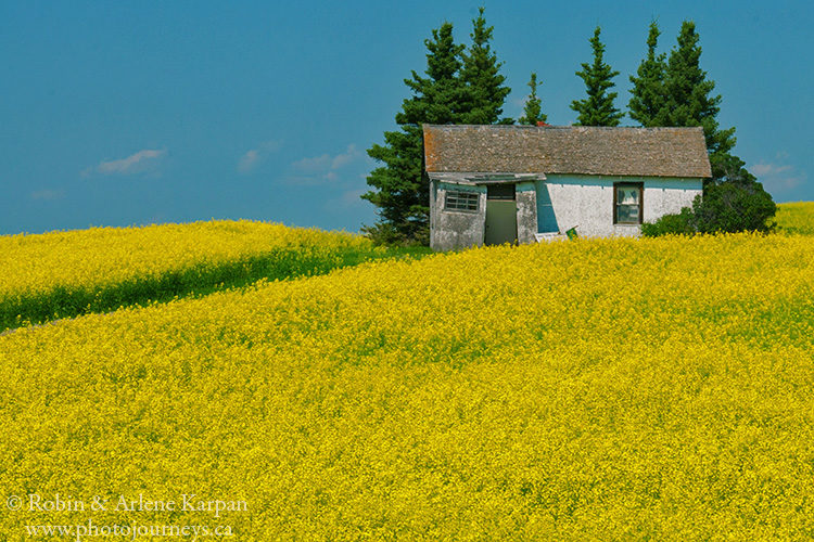 Canola field, Saskatchewan