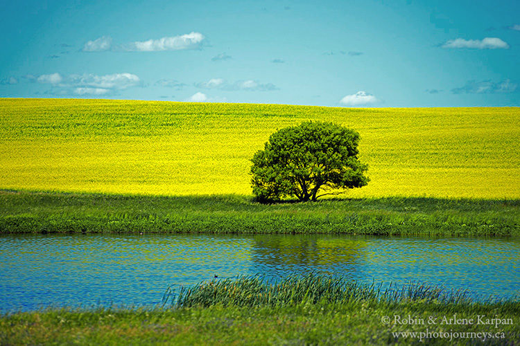 Canola field, Saskatchewan