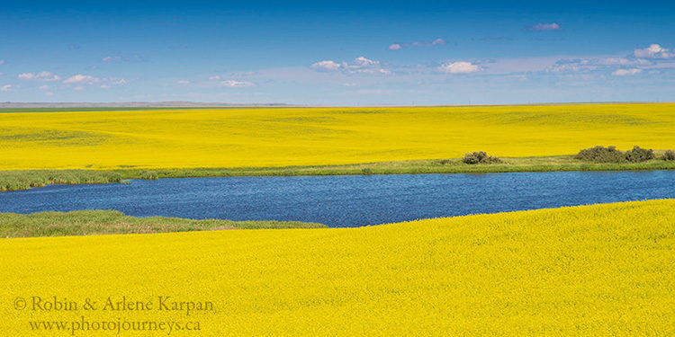 Canola field, Saskatchewan