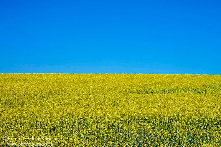 Canola field, Saskatchewan