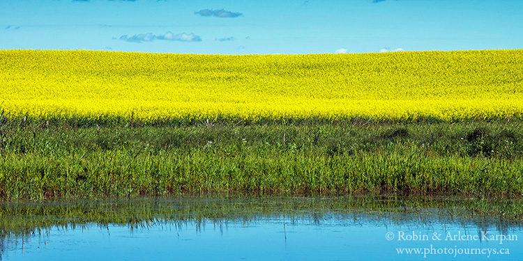 Canola field, Saskatchewan