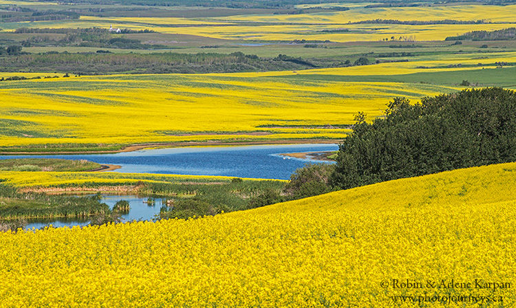 Canola field, Saskatchewan