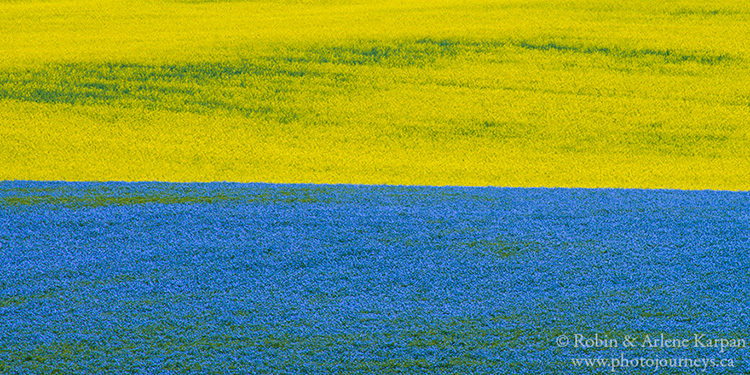 Canola and flax field, Saskatchewan