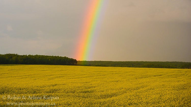 Canola field and rainbow, Saskatchewan