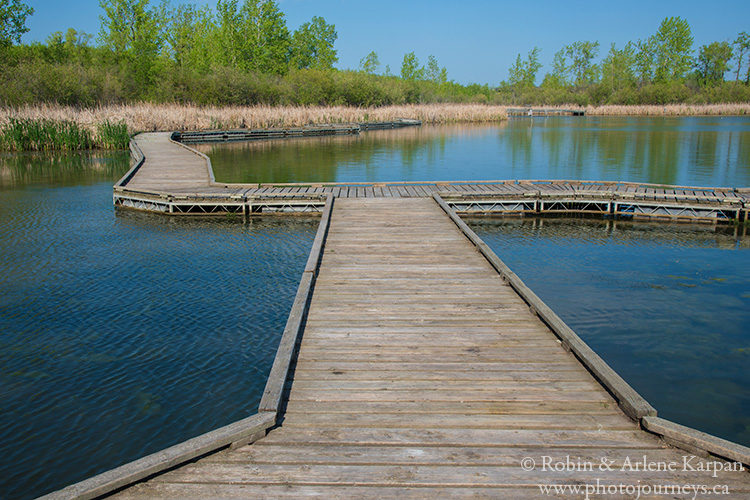 Wetland boardwalk Fort Whyte Alive, Winnipeg, Manitoba