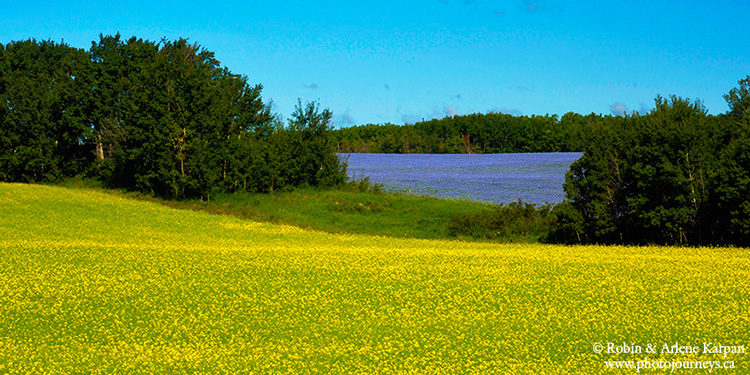 Canola and flax field, Saskatchewan