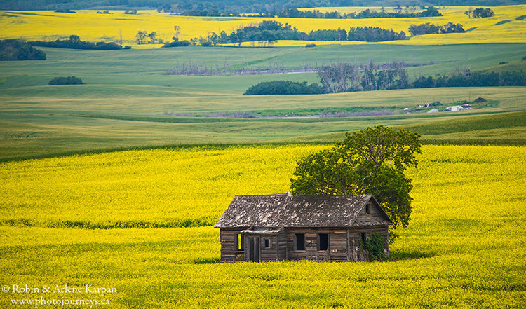 Canola field near Redberry Lake, Saskatchewan