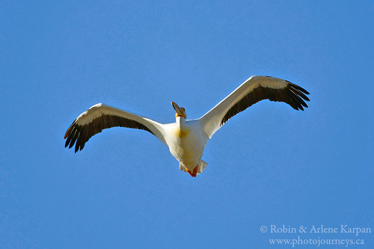 American white pelican