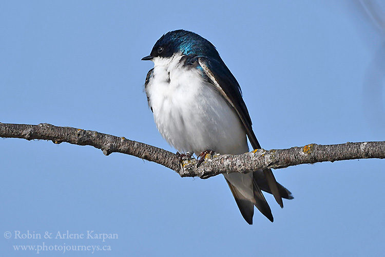 Tree Swallow, Oak Hammock Marsh near Winnipeg, Manitoba