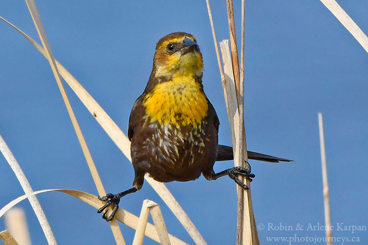 Yellow-headed Blackbird