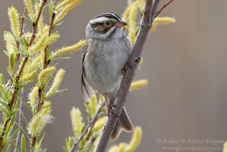 Clay-colored sparrow, Oak Hammock Marsh near Winnipeg, Manitoba