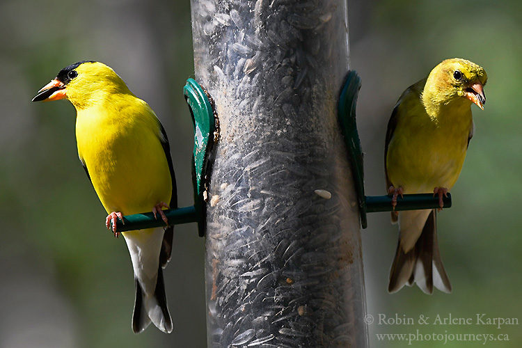 Gold finches, Fort Whyte Alive, Winnipeg, Manitoba