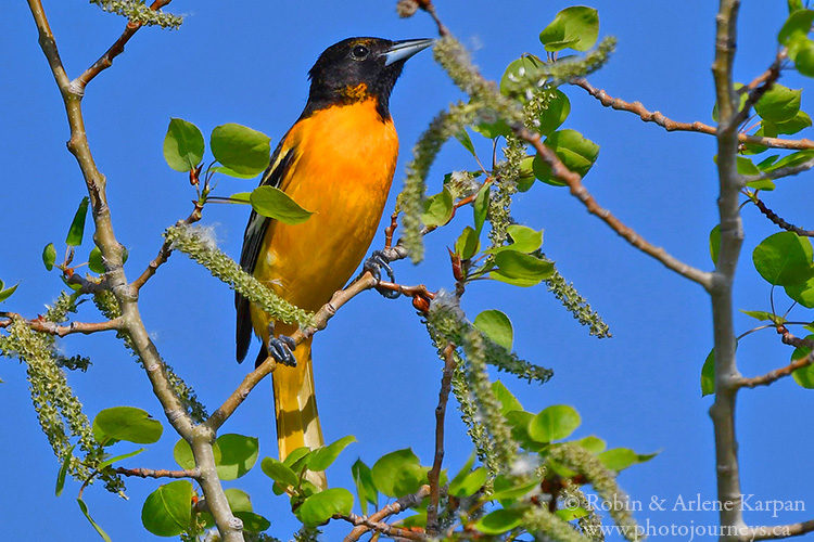 Baltimore Oriole