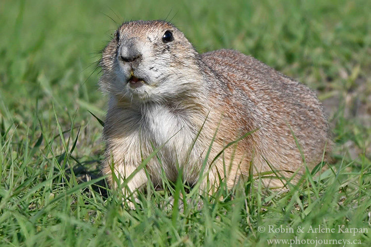 Black-tailed prairie dog, Fort Whyte Alive, Winnipeg, Manitoba