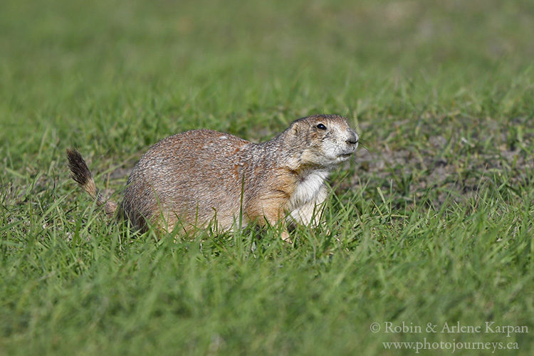 Black-tailed prairie dog, Fort Whyte Alive, Winnipeg, Manitoba