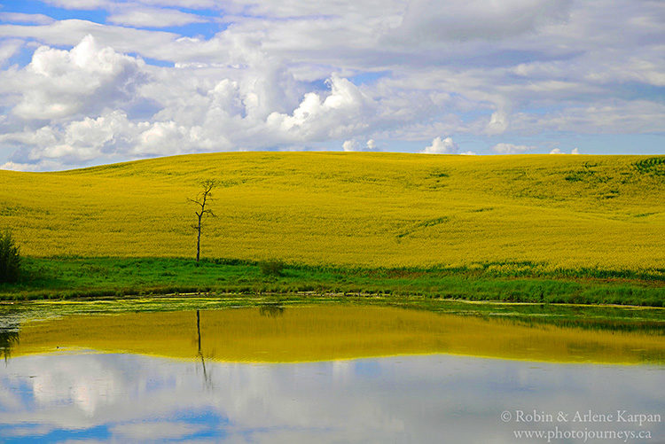 Canola field, Saskatchewan