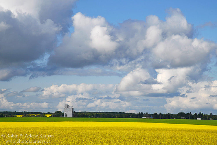 Canola field at Rabbit Lake, Saskatchewan