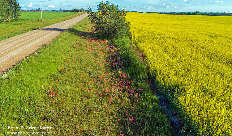 Canola field and wildflowers, Saskatchewan