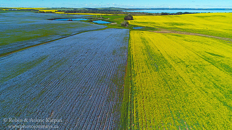 Canola and flax field, Saskatchewan