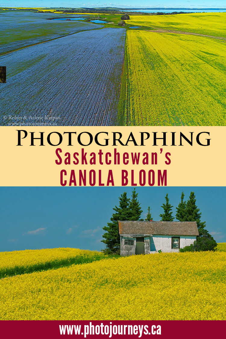 PIN for canola bloom post on Photojourneys