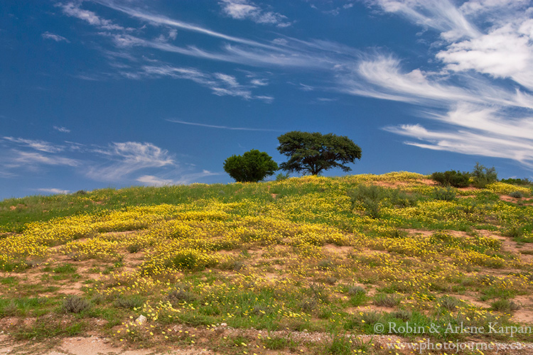 Desert in bloom, Kalahari Desert