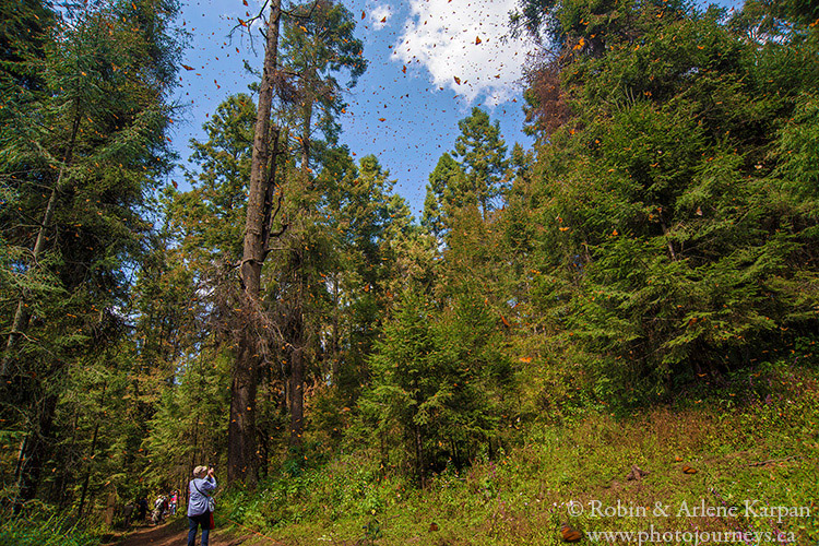 El Rosario Monarch Butterfly Reserve, Mexico.