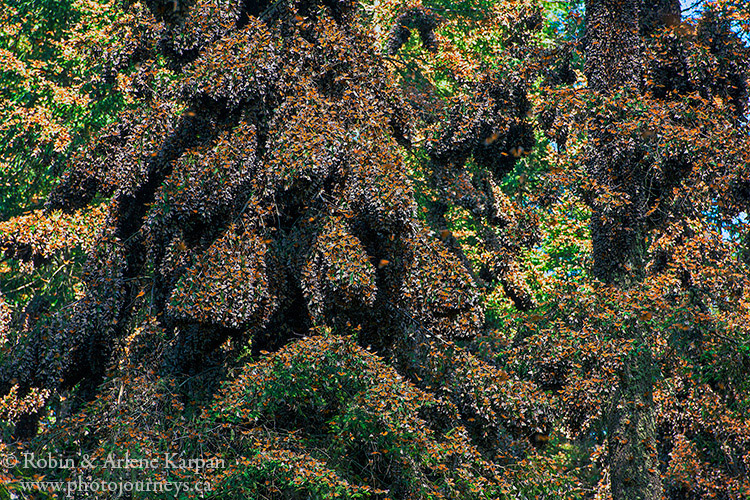 Monarch Butterflies at El Rosario Monarch Butterfly Biosphere Reserve, Mexico.