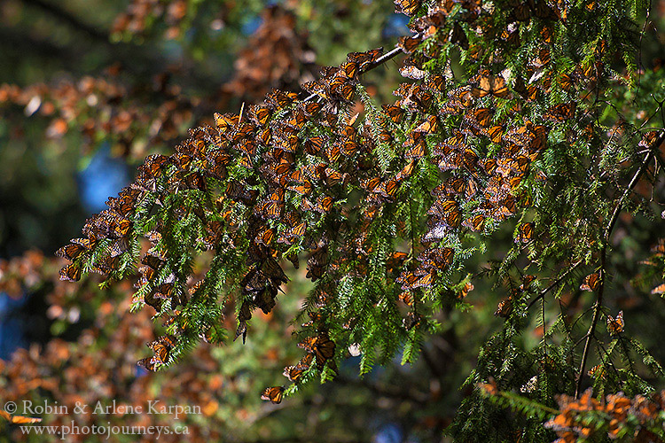 Monarch Butterflies at El Rosario Monarch Butterfly Biosphere Reserve, Mexico.