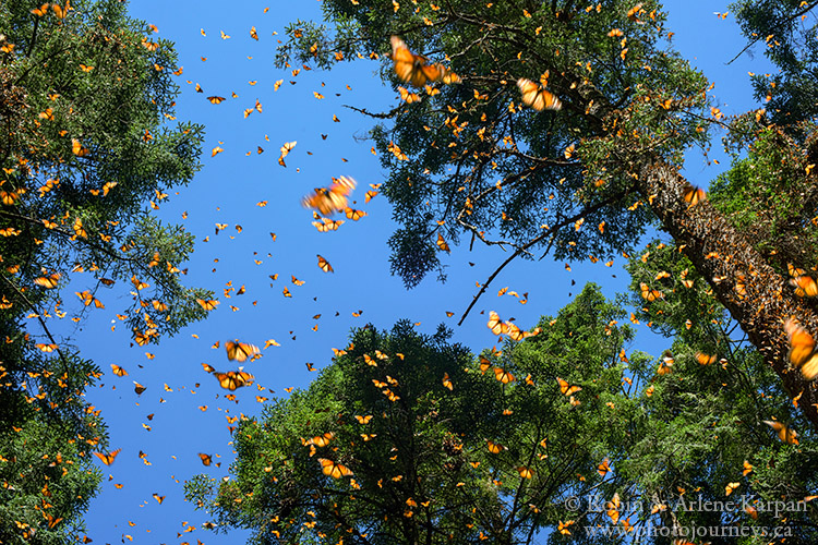 El Rosario Monarch Butterfly Reserve, Mexico.