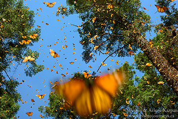 Monarch Butterflies at El Rosario Monarch Butterfly Biosphere Reserve, Mexico.