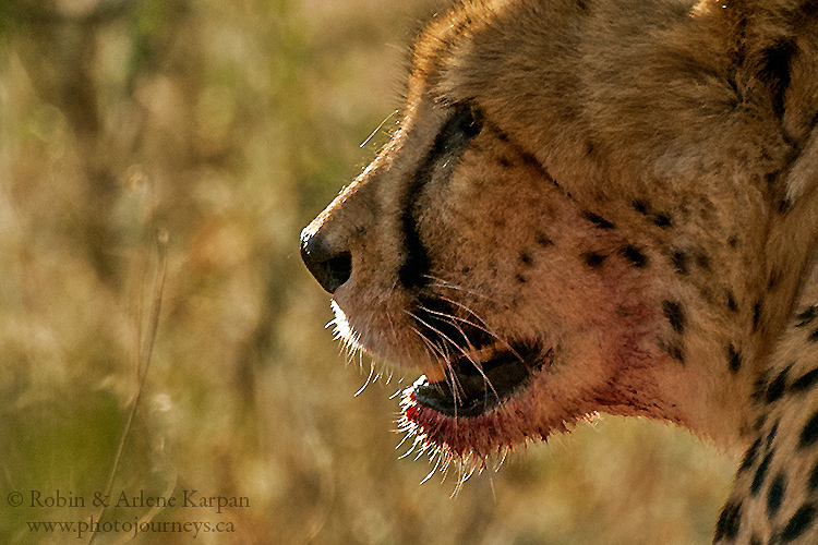 Cheetah