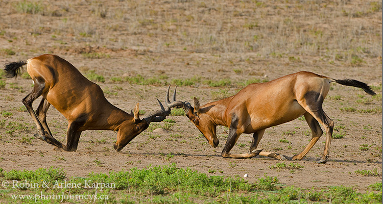 Red hartebeest, Kalahari desert