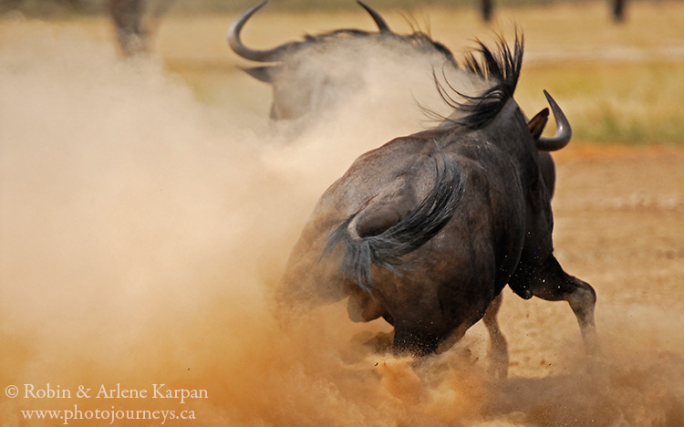 Wildebeest battle