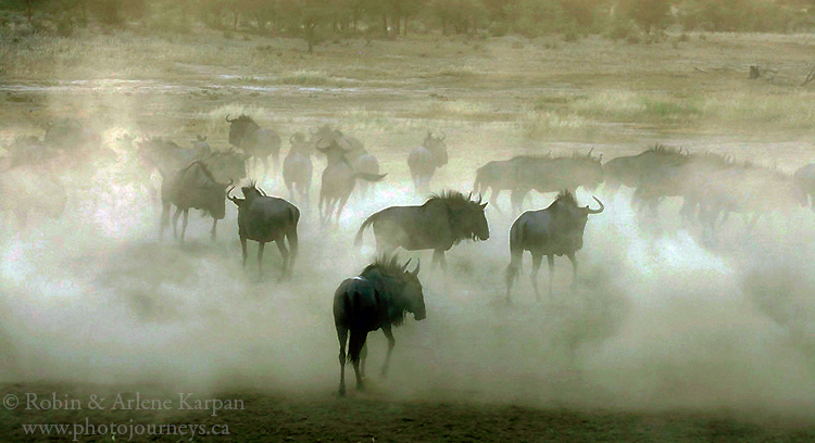 Wildebeest, Kalahari Desert