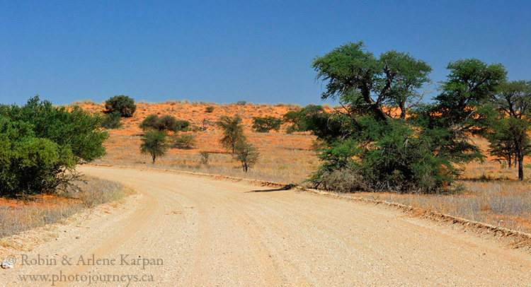 Kalahari Desert, red dunes