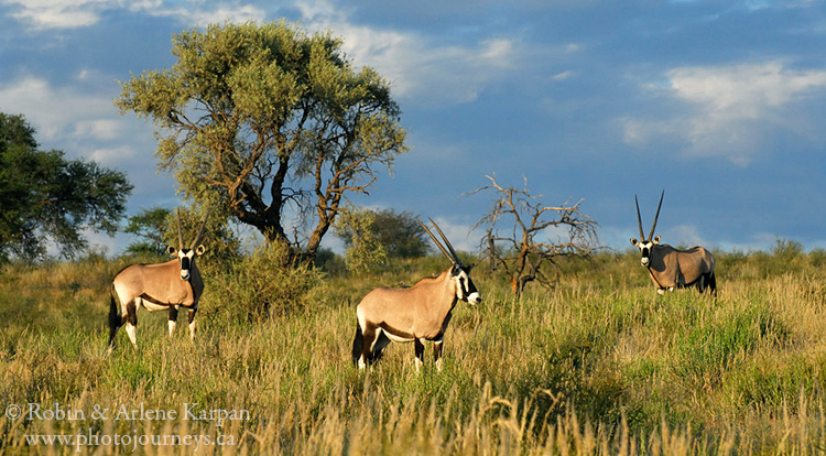 Gemsbok, or oryx.