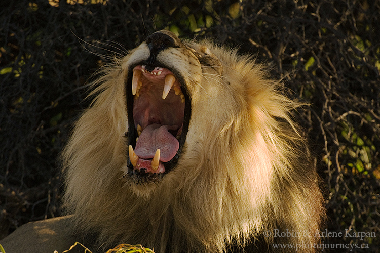 Lion, Kalahari Desert