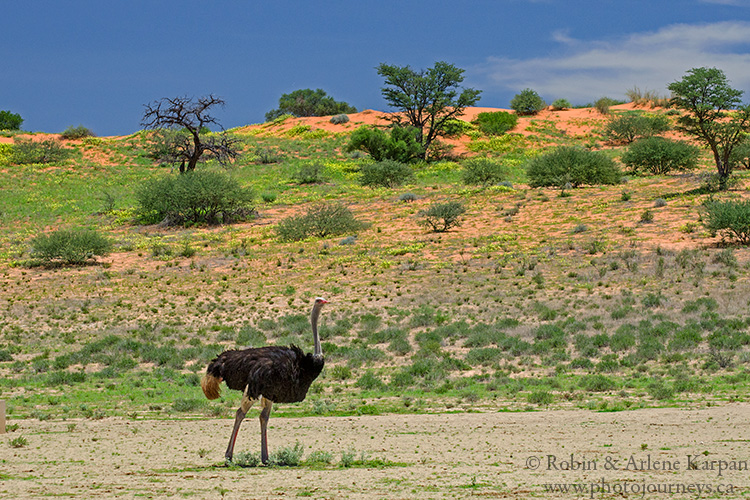 Ostrich, Kalahari Desert