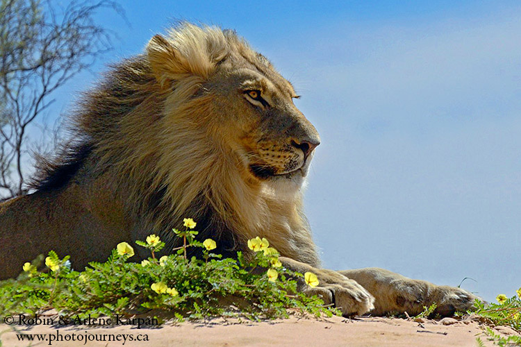 Lion, Kalahari desert