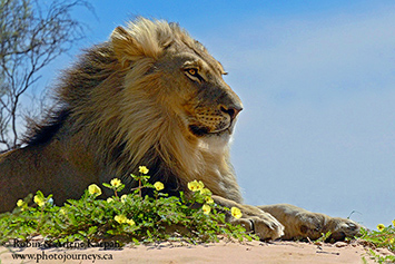 Lion, Kalahari Desert