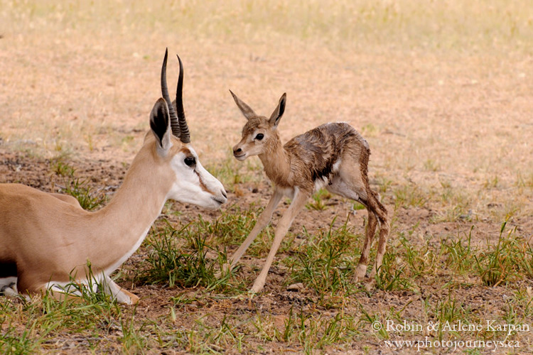 Springbok