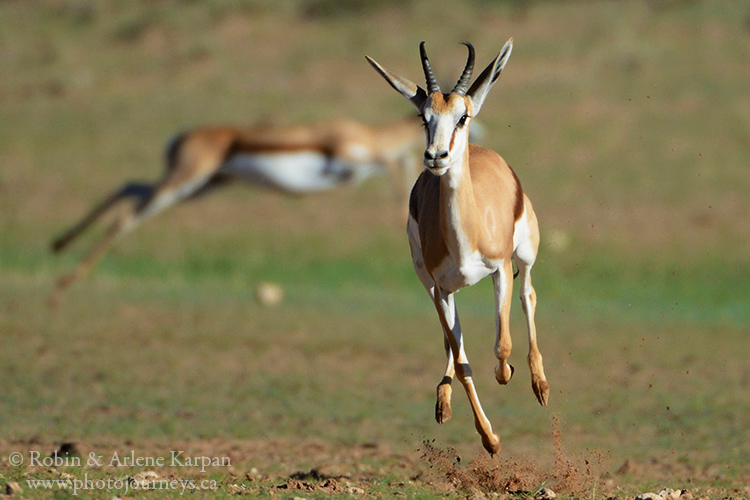 Springbok, Kalahari Desert