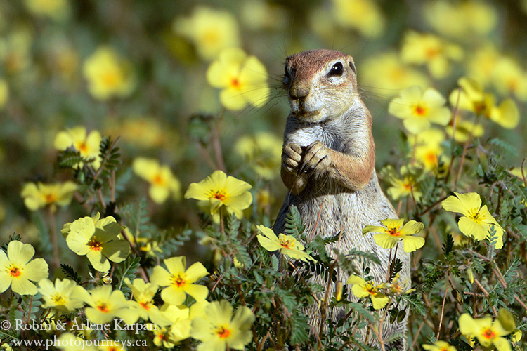 Ground squirrel, Kalahari Desert