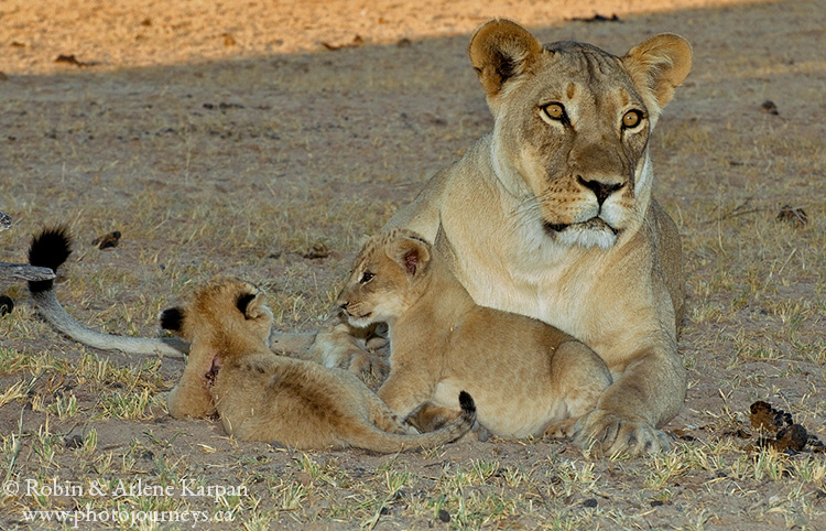 Lioness and cubs