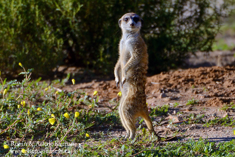 Meerkat